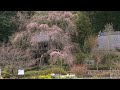 4k hdr 山口 極楽寺のシダレザクラ yamaguchi sakura at gokurakuji