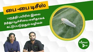 பருத்தி பயிரில் இலை தத்துப்பூச்சியை எளிதாகக் கட்டுப்படுத்தும் வழிகள்