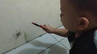 Menangkap Laba-Laba, Baby vs Spider