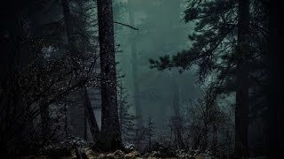 Forte Pluie En Forêt La Nuit - Sommeil Détente Etude Insomnies Acouphènes Spa 🎧 1 Heure