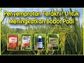 Penyemprotan Padi Terakhir Untuk Meningkatkan Bobot Gabah | Nutrisi Terakhir Untuk Pengisian Bulir