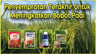 Penyemprotan Padi Terakhir Untuk Meningkatkan Bobot Gabah | Nutrisi Terakhir Untuk Pengisian Bulir