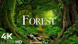 Nature Forest 4K Nature scenery, Beautiful Relaxing Music • Our Planet by Relaxation Film