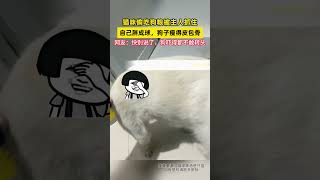 猫咪偷吃狗粮被主人抓住，狗子：快别说了谁能拒绝傻憨憨的小猫咪 分享有趣的视频 神奇动物在抖音