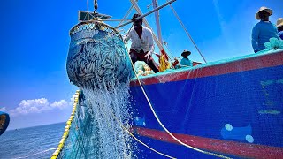 മുറിവെച്ച് ചാളച്ചാകര എടുത്തപ്പോൾ  / Kerala biggest fishing