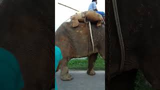 हाथि राजा कहा चले status video 2022 🥀 elephant status video WhatsApp status video
