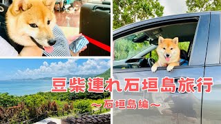 【豆柴連れ石垣島旅行】楽しすぎて笑顔が止まらない柴がかわいすぎる！ISHIGAKILABO │ 伊原間農園 │ 明石食堂 │ れと宿