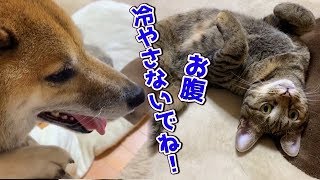 猛暑の日。朝の挨拶をしっかりする猫とヘソ天で開放的な柴犬　How to spend their hot days