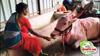 कु. अंकुरण अंकिता रणजित निंबाळकर sarja 8500 ♥️⚜️😍✌️