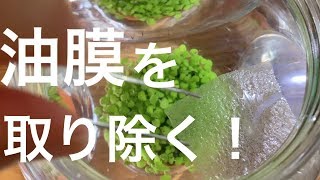 メダカの稚魚 水面い発生した油膜を取り除く！