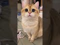 Cat with big eyes