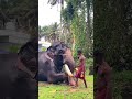 ഉള്ളൂർ കാർത്തികേയൻ 🔥🔥 shortsfeed elephant aanapremi