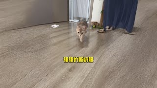 瓜子和小嘎啾成啦，强姐也断奶了#猫咪的迷惑行为 #铲屎官的乐趣 #萌宠出道计划 #抖音双11百大萌主