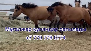 Мугалжар Жылкысы Айгырлыкка мугалжар кунандары сатылады