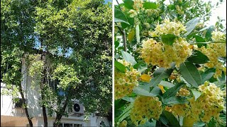 ต้นกันเกรา ไม้มงคลให้ร่มเงา กลิ่นหอม ไม่พลัดใบ/Fragrant flower tree/Golf Garden tips