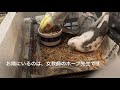 オカメインコ］一人餌の切り替え　先住さんがいる場合　＃オカメインコ