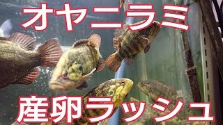 2018年4月　オヤニラミ産卵ラッシュ