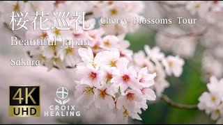 【RELAX WORLD / 4K Cherry Blossoms Tour】桜花巡礼 Beautiful flowers view