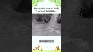 寝ているヒグマをハリネズミが襲うヒグマの反応が不思議です