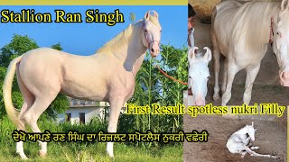 Stallion Ran Singh First Result spotless nukri Filly ਦੇਖੋ ਆਪਣੇ ਰਣ ਸਿੰਘ ਦਾ ਰਿਜ਼ਲਟ ਸਪੋਟਲੈਸ ਨੁਕਰੀ ਵਛੇਰੀ