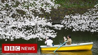 The blossom worth billions for Japan - BBC News