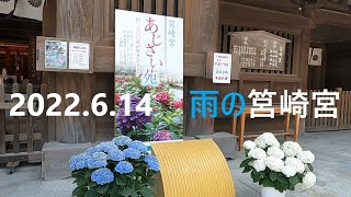 2022.6.14 雨の筥崎宮あじさい　福岡県福岡市東区箱崎1丁目 #あじさい#筥崎宮