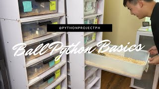 MOTHER'S DAY SURPRISE! | Ball Python Basics