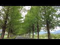 the most beautiful row of trees 【4k】metasequoia namiki  shiga japanメタセコイア並木