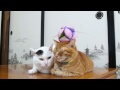 のせ猫 x てまり