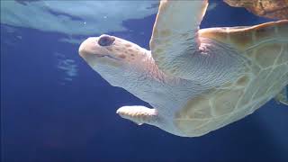 Relaxation Music with Swimming  GIANT Turtle Coral Reef  Sea Creatures deep sleep Yoga Smooth Music