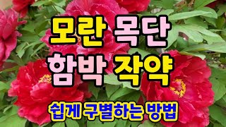 꽃이 유난히 비슷해서 헷갈리기 쉬운 모란(목단)과 작약(함박), 간단하고 쉽게 구분하는 방법을 알아봅니다. 유난히도 개화기간이 짧아서 4월말인데 아쉽게도 벌써 모란꽃이 지고있어요.