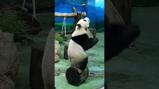 圓寶蹲在會滾動的木頭上抓蘿蔔 #panda #cute #貓熊 #可愛