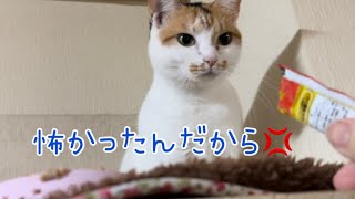 お尻歩きの三毛猫を病院へ連れて行きました