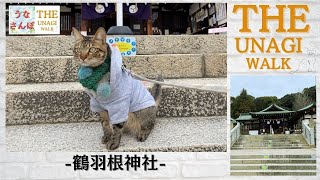 【猫動画】猫散歩！広島市 東区 鶴羽根神社でうなさんぽ！