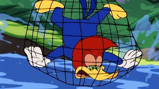Woody Woodpecker Show | Birdhounded | Full Episode | Videos For Kids