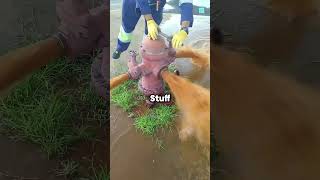 🚒 The Real Reason Firefighters Waste Hydrant Water