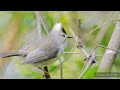 go birding in taiwan half day winter bird photography trip in taichung dasyueshan