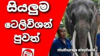 ලංකාවේ සියලුම NEWS | ALL NEWS TV