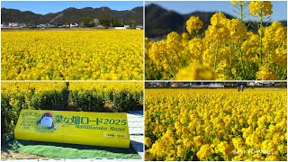 菜な畑ロード　千葉県鴨川市　満開の1万坪の菜の花畑　2025年2月10日