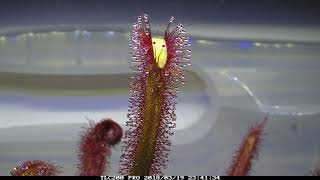 Drosera capensis \