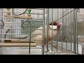 行動がおもしろ可愛い文鳥こむぎ　癒し動物　面白い動物　java sparrow