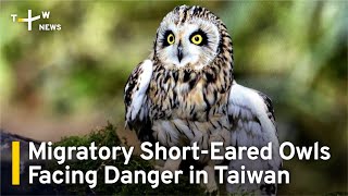 Migratory Short-Eared Owls Facing Danger in Taiwan | TaiwanPlus News