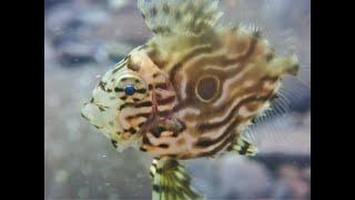 【ダイビング】青海島に深海魚であろうアイツの幼魚が、、、