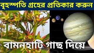 বৃহস্পতি গ্ৰহের প্রতিকার। বামনহাটি গাছ। Jupiter Problem @JibanRahasya