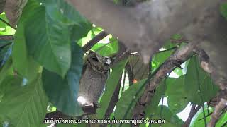 Birdwatching in Thailand, นกเค้ากู่ Collared Scops Owl #เขาใหญ่ #khaoyai