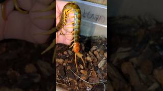 HANDLING VENOMOUS GIANT CENTIPEDE!