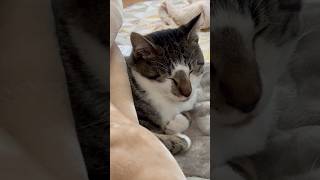 息をしているだけで可愛い子猫 |ブン太　 #猫のいる暮らし #猫 #猫動画 #鍵しっぽ #cat #cats