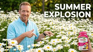 Shasta Daisies Exploding With Blooms All Sumer Long