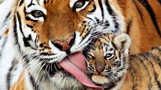 Wildlife of Tigers - Siberian Tiger Documentary National Geographic Animals Full New HD