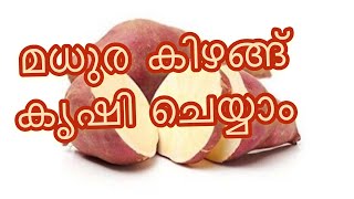 മധുര കിഴങ്ങ് കൃഷി ചെയ്യാം | How to grow sweet potato | Eastend Garden